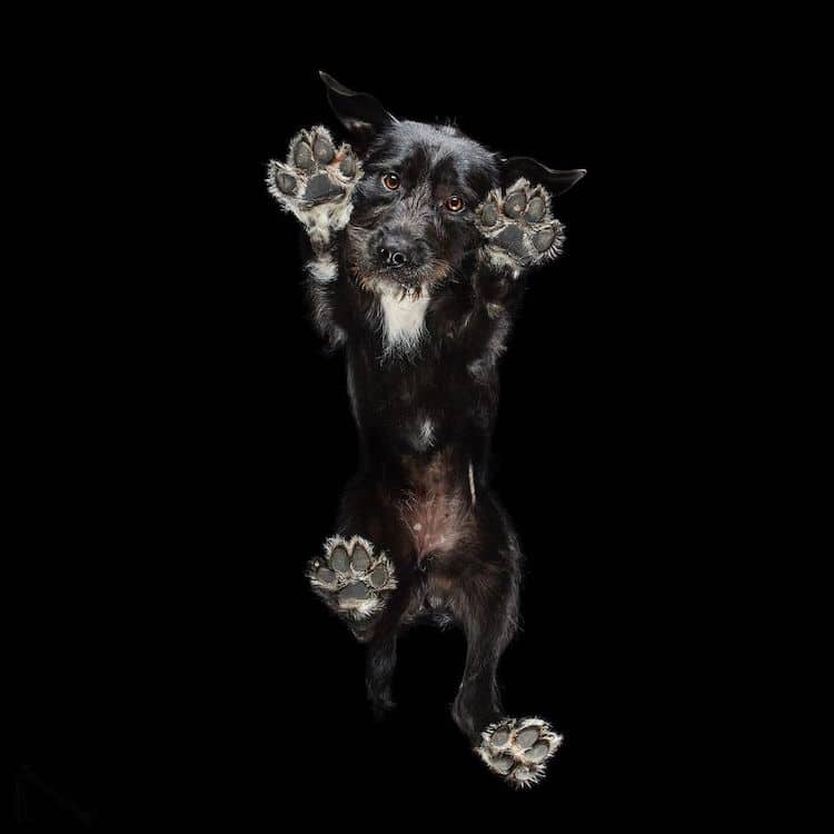 Underlook Pet Photography Series by Andrius Burba