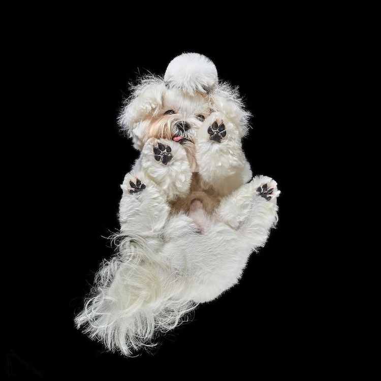 Fotógrafo produz imagens espetaculares de pets vistos por baixo