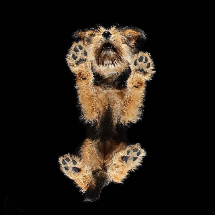 Underlook Pet Photography Series by Andrius Burba