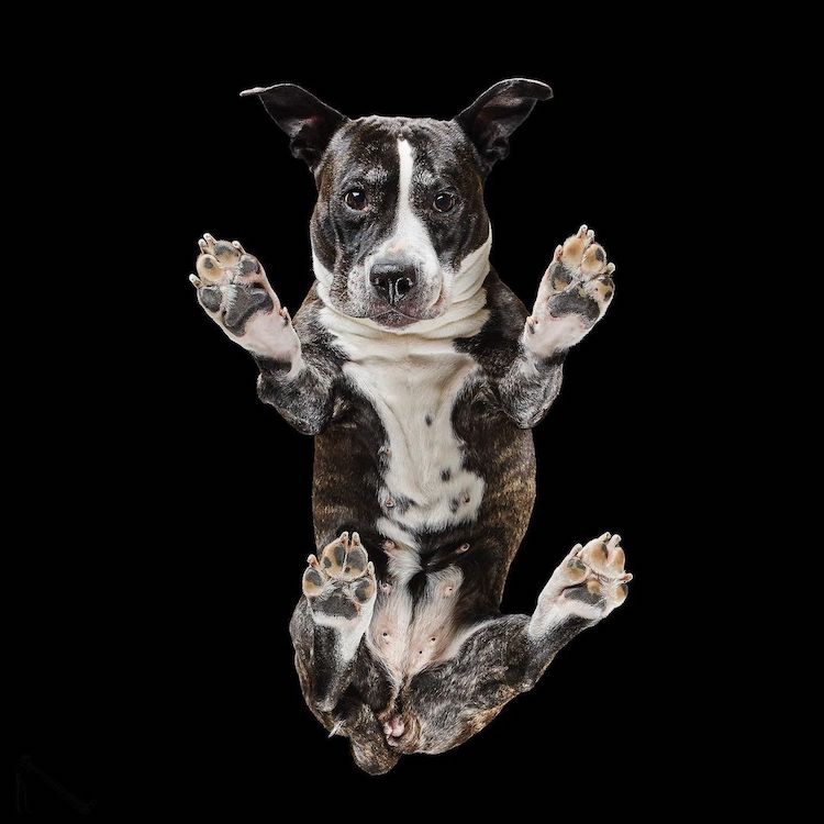 Underlook Pet Photography Series by Andrius Burba