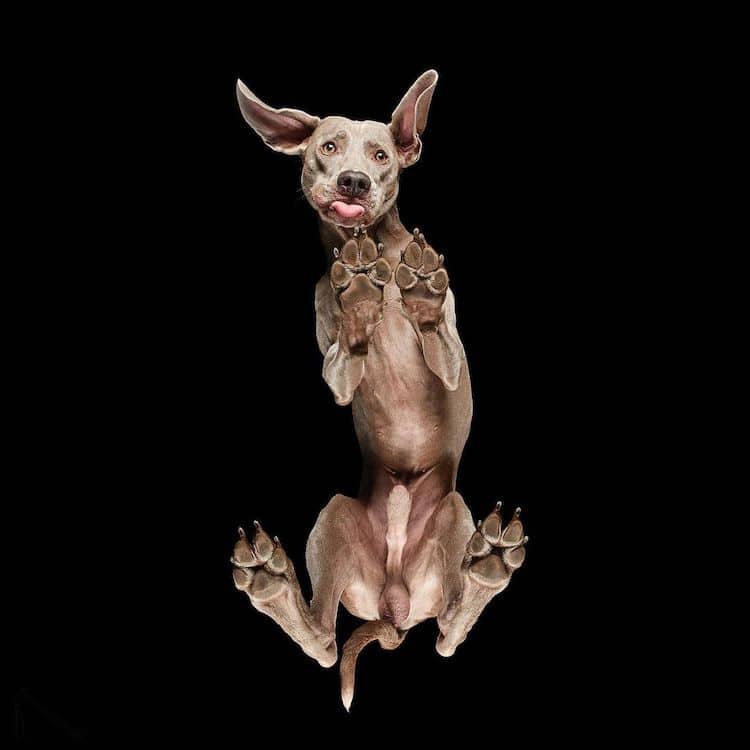 Underlook Pet Photography Series by Andrius Burba