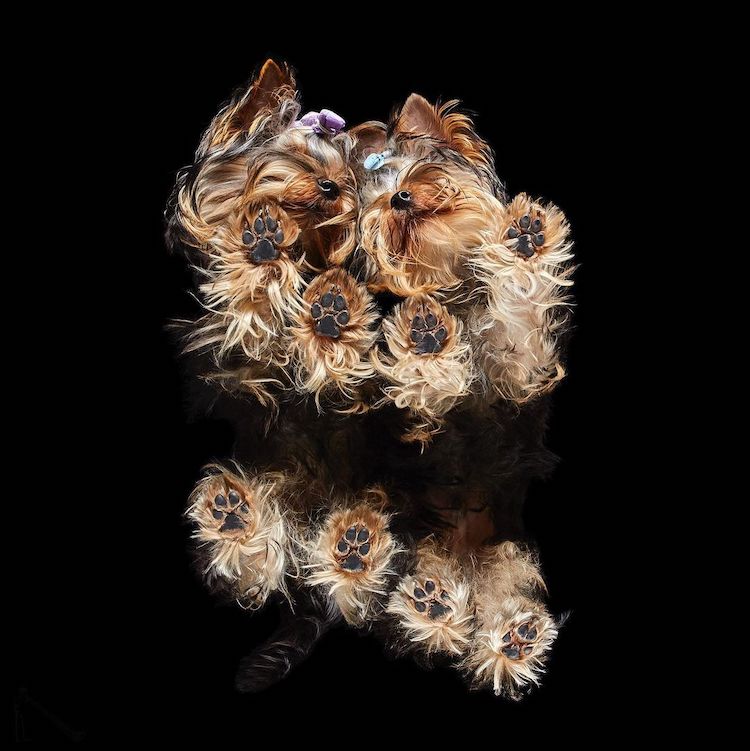 Underlook Pet Photography Series by Andrius Burba