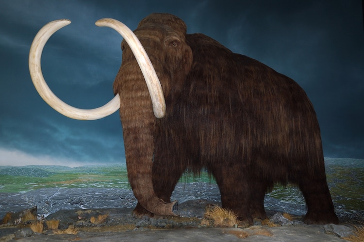 Woolly Mammoth Exhibit in British Columbia