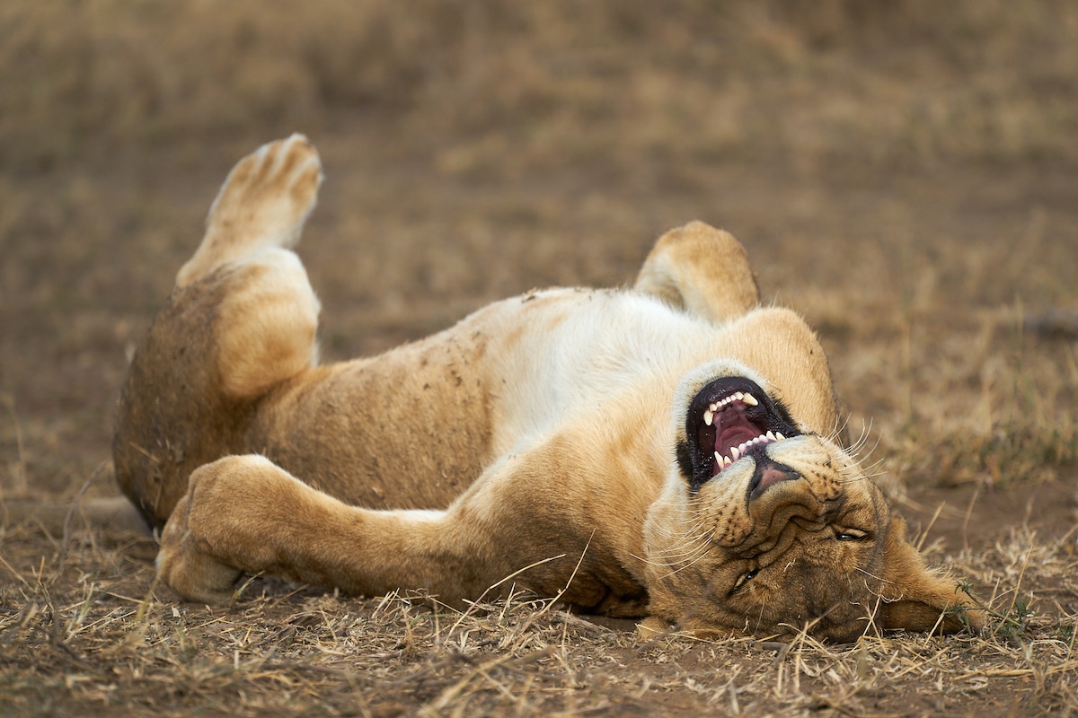 웃고 있는 것처럼 보이는 탄자니아 세렝게티 국립공원의 어린 사자