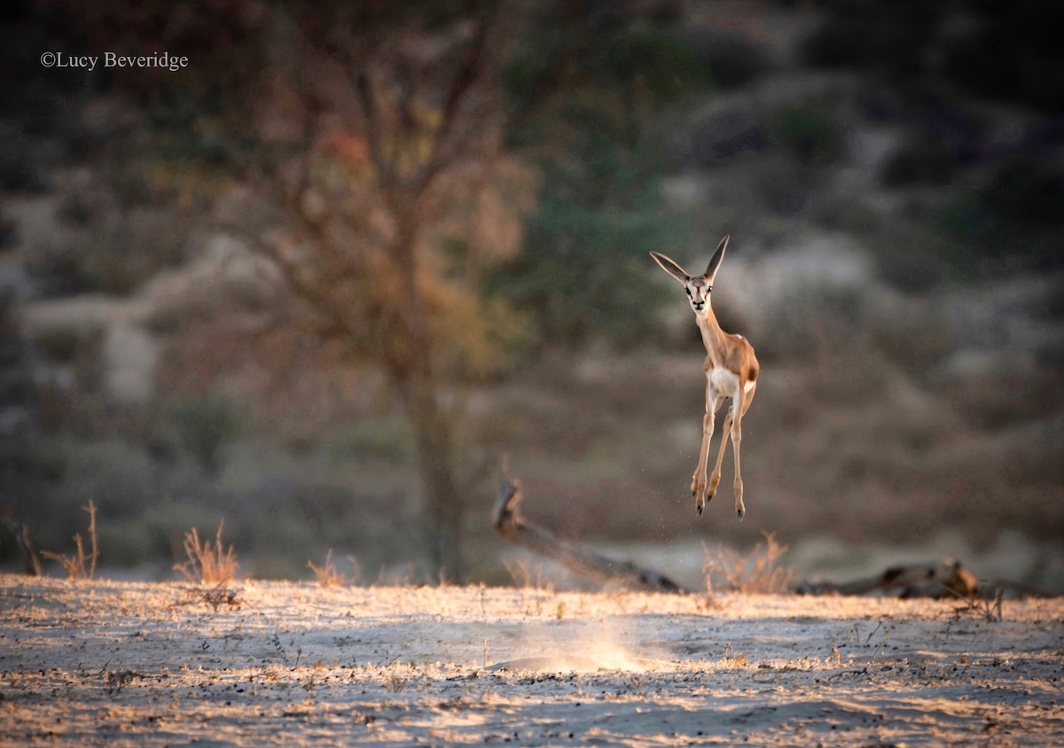 Jeune Springbok dans les airs