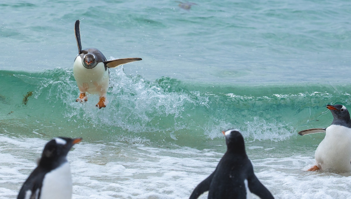 Pingouins surfant sur les vagues des Malouines, photos drôles animaux