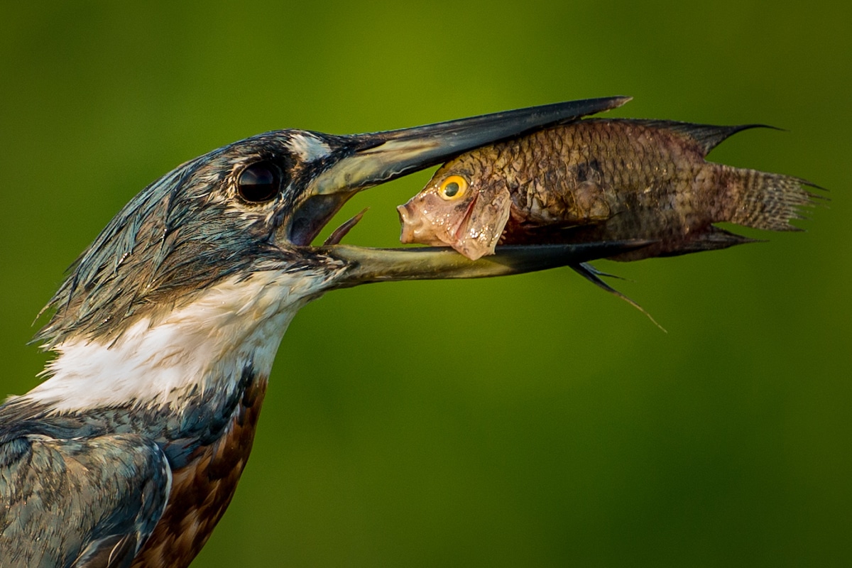 Martín pescador amazónico con un pez en la boca