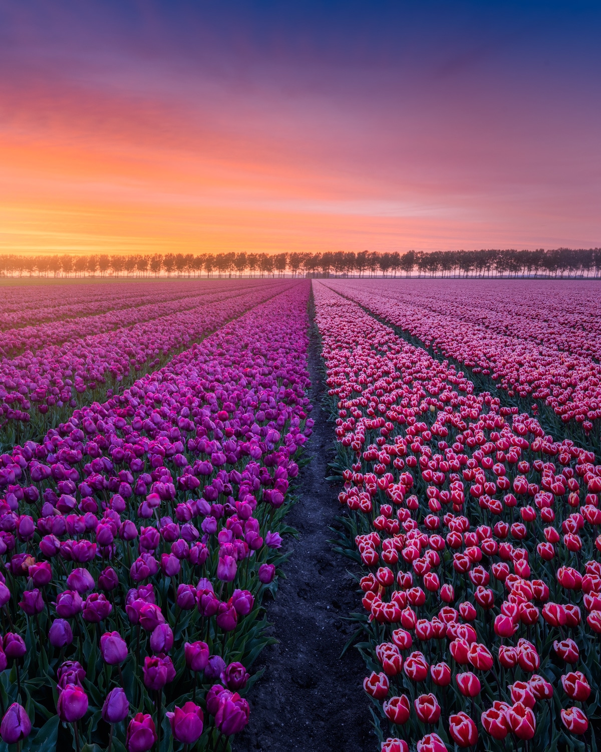 campos de tulipanes en holanda