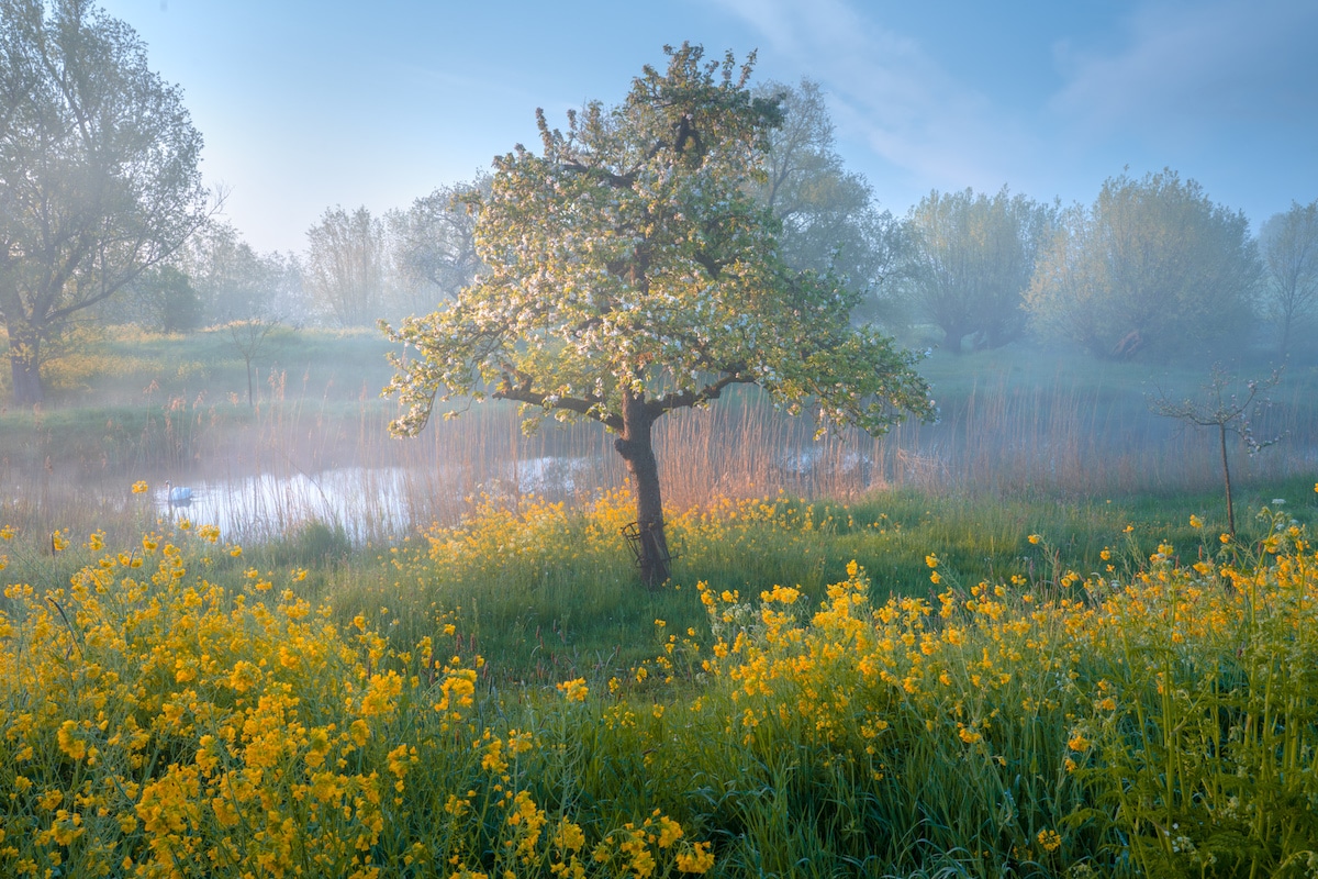 Spring in the Netherlands