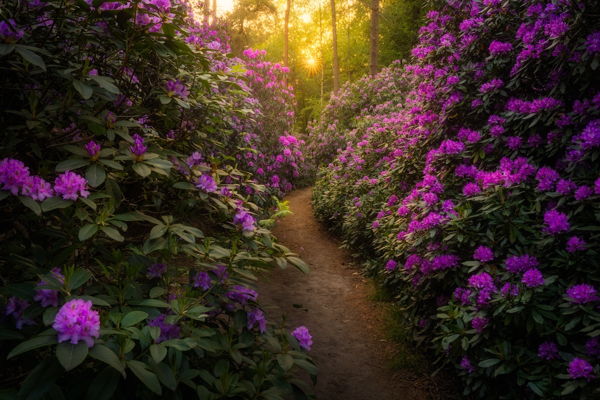 flores de holanda