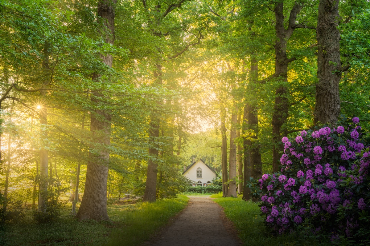 White House in the Forest in Holland