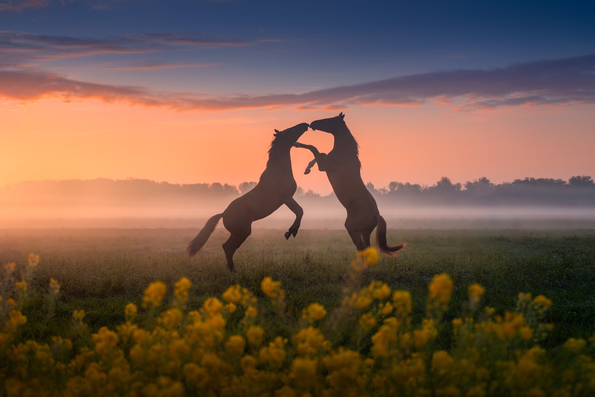 chevaux au lever du soleil 