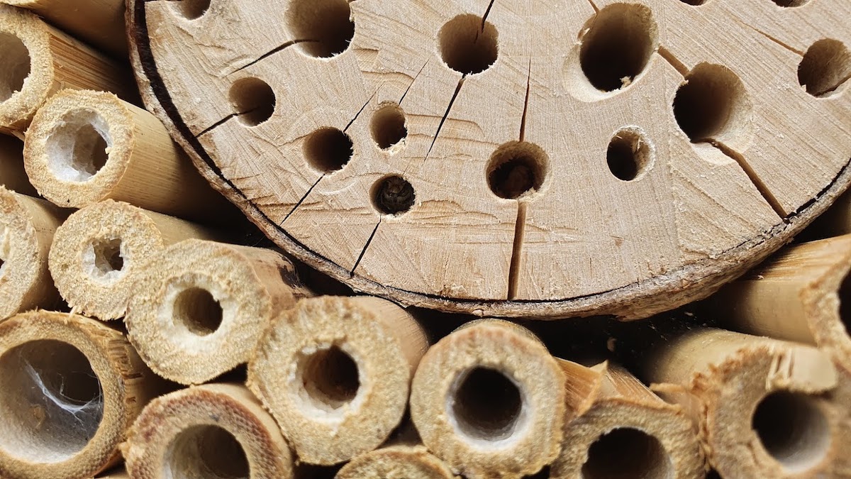 Bee Hotel by Josh Forwood