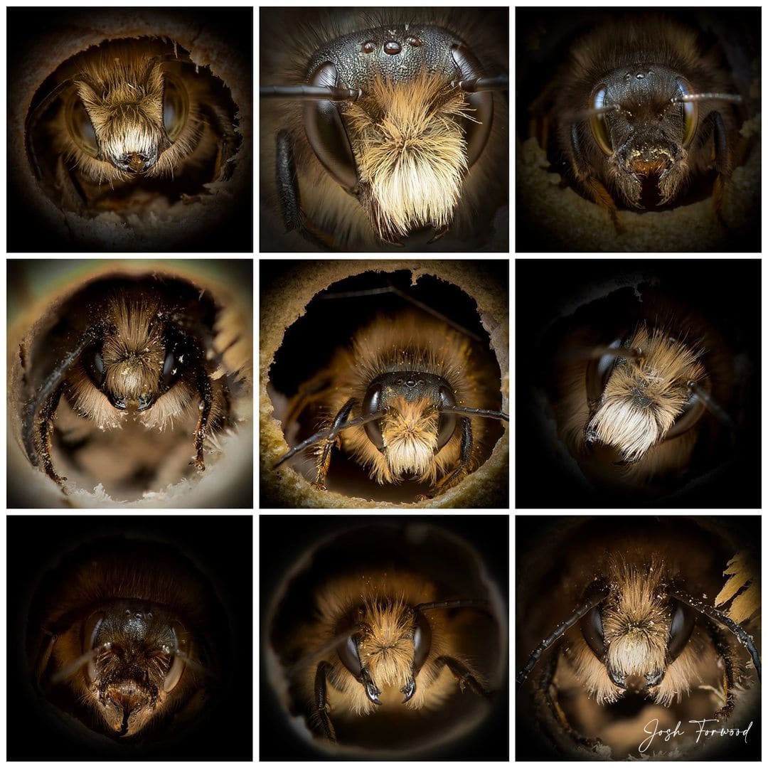 Close Up Portraits of Bees by Josh Forwood