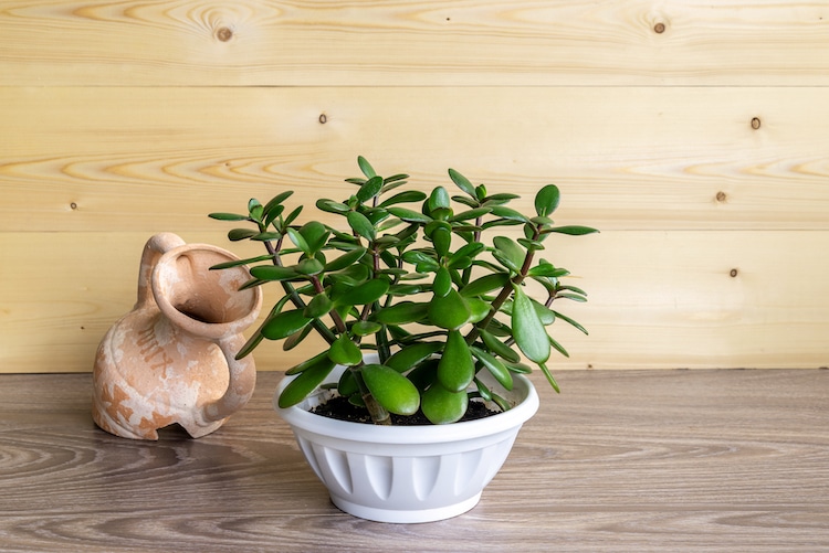 Jade Plant in a White Pot