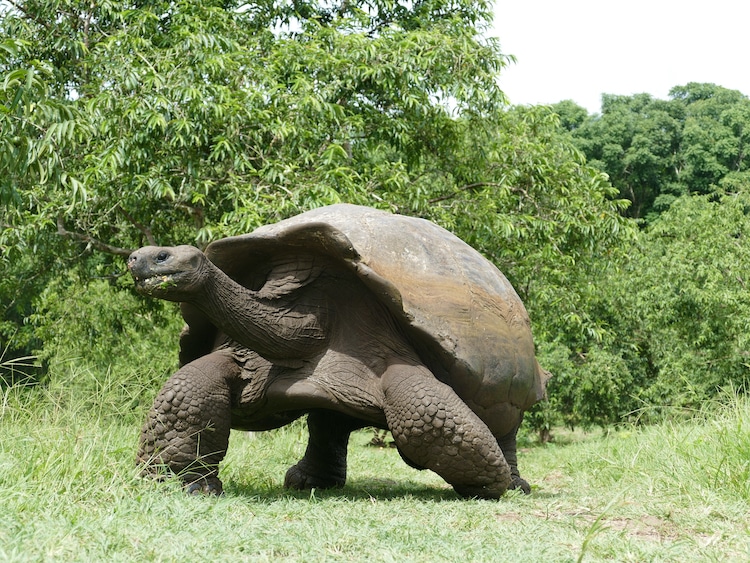Tortue Géante des Galápagos