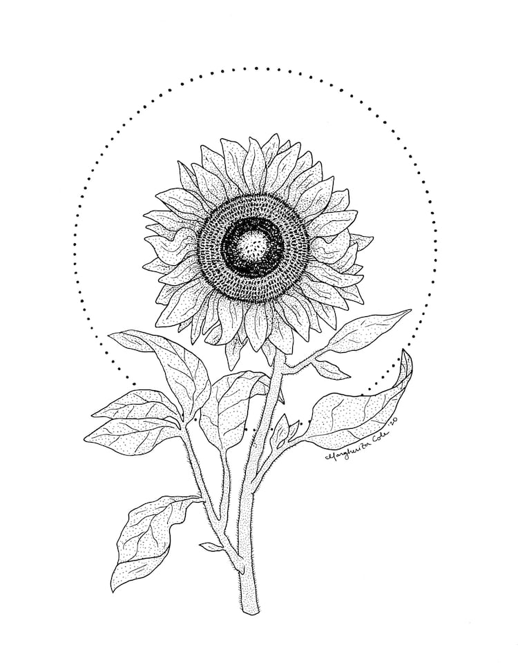 How to Draw a Sunflower