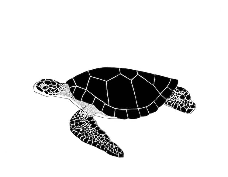 How to Draw a Sea Turtle