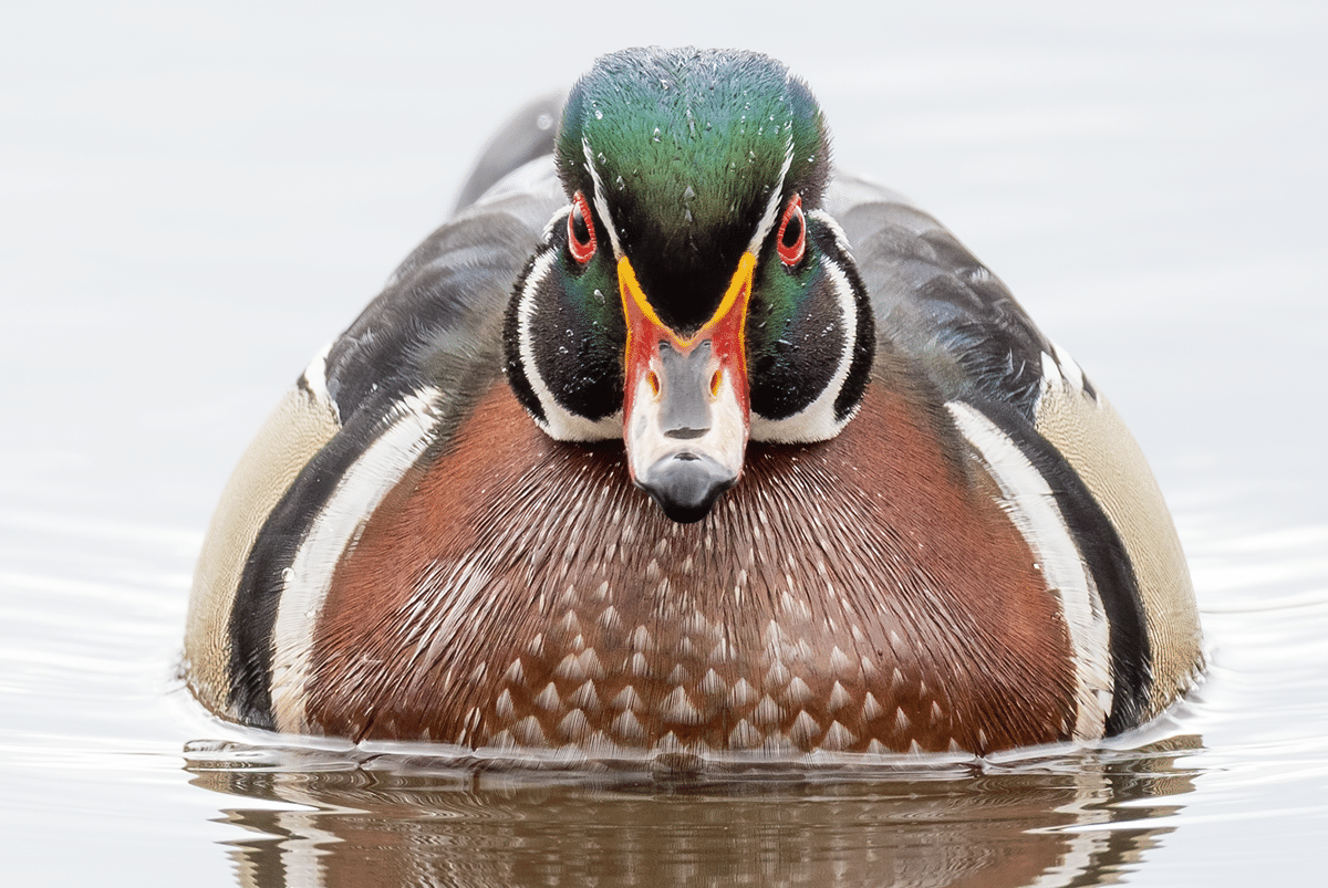 Wood Duck by Jocelyn Anderson