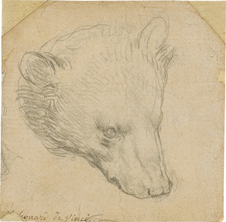 dessin de la tête d'ours par de Vinci 
