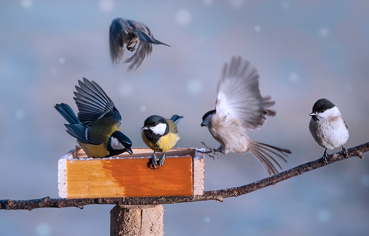 Birds at a bird feeder, how many birds are there study