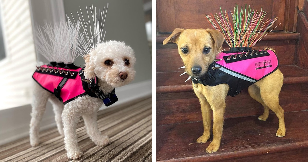hawk vest for dogs spikes