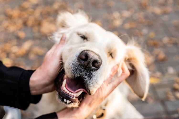 Pet Therapy