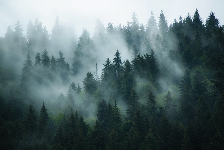 Pine Tree Forest Reforestation