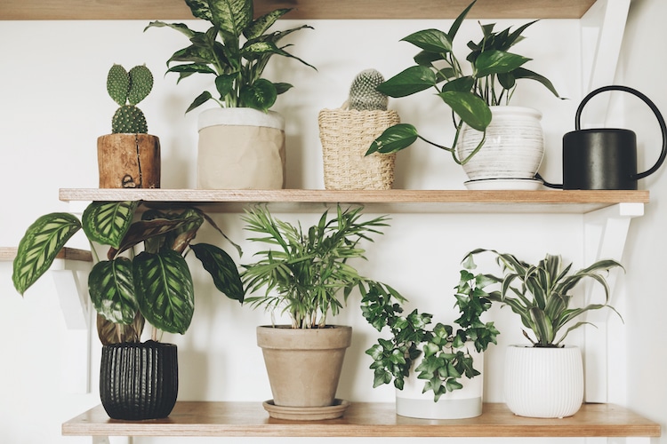 Arrosoir plantes d'intérieur - Optez pour un design original