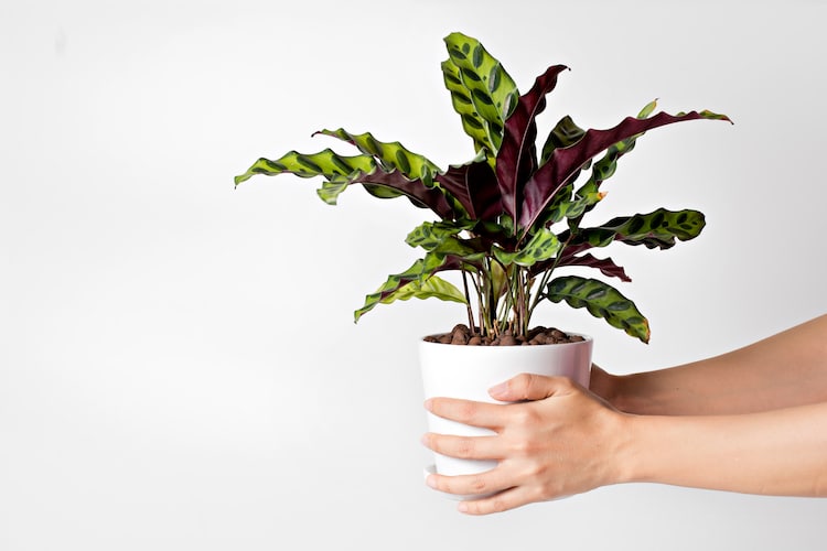 Calathea House Plant