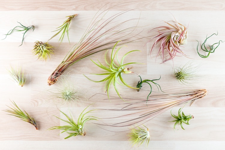 Top View of Air Plants
