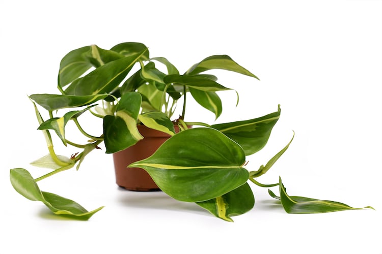 Philodendron 