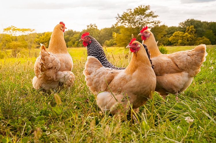 Poulets dans un champ 