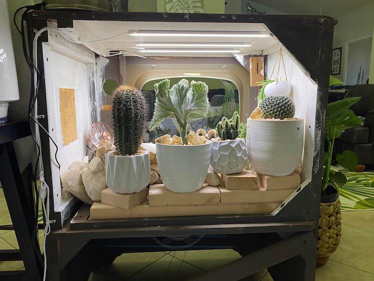 Terrarium télévision avec des cactus dedans