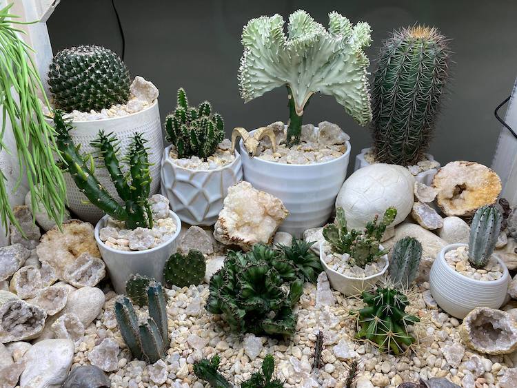 Collection de cactus