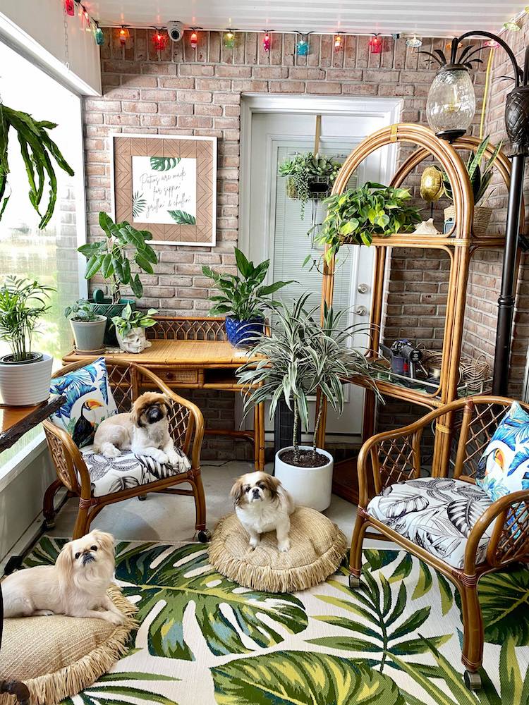 Intérieur avec 3 chiens et décor vintage