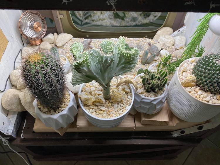 Terrarium télévision avec des cactus dedans