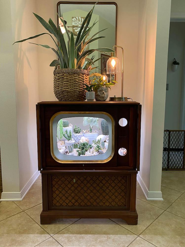 Terrarium télévision avec des cactus dedans
