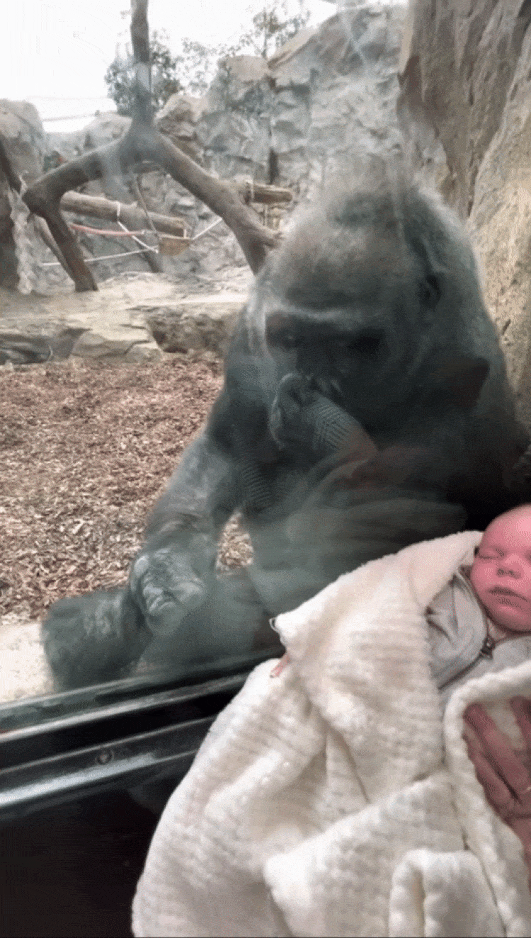 Mamá gorila lleva a su bebé a conocer a una madre y a un recién nacido