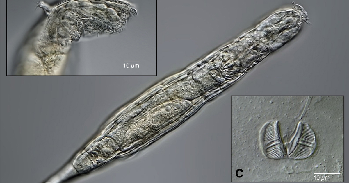 Star Wars example #154: Scientists Reawaken 24,000-Year-Old Rotifer Microorganism Found in Siberian Permafrost