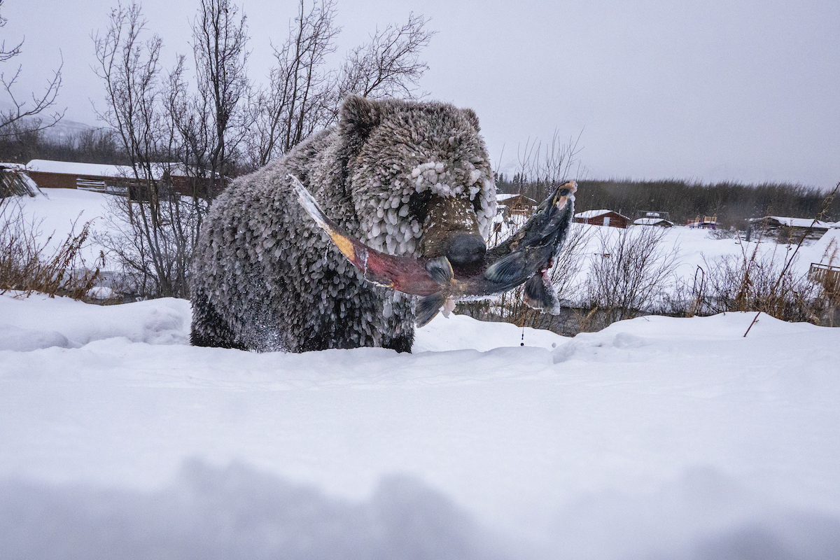 Grizzly Bears in the Yukon