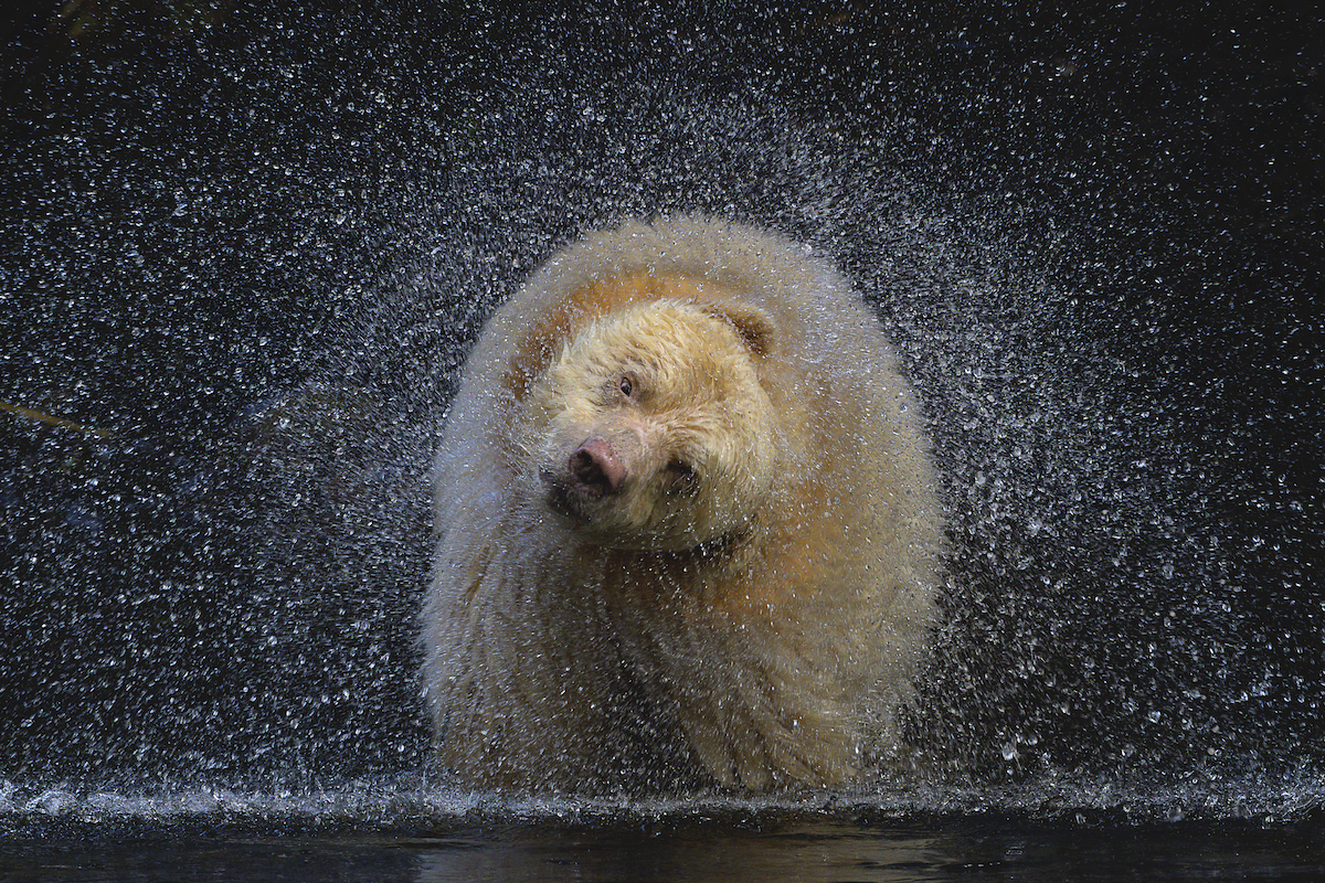 Kermode Bear Shaking Off Water