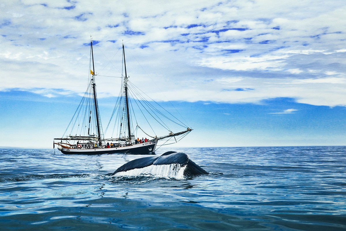 Humpack whale fluke in front of the hybrid-electric sailboat Opal © North Sailing