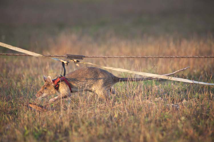 Rata detectora de minas terrestres en el campo