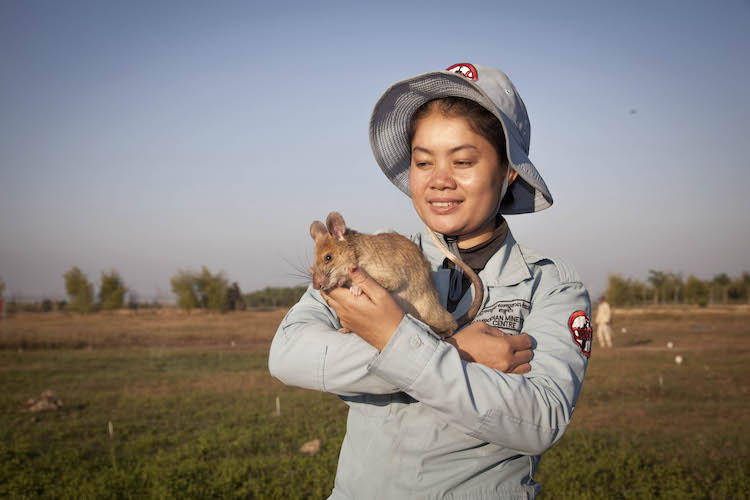 Magawa le HeroRat avec son entraineuse