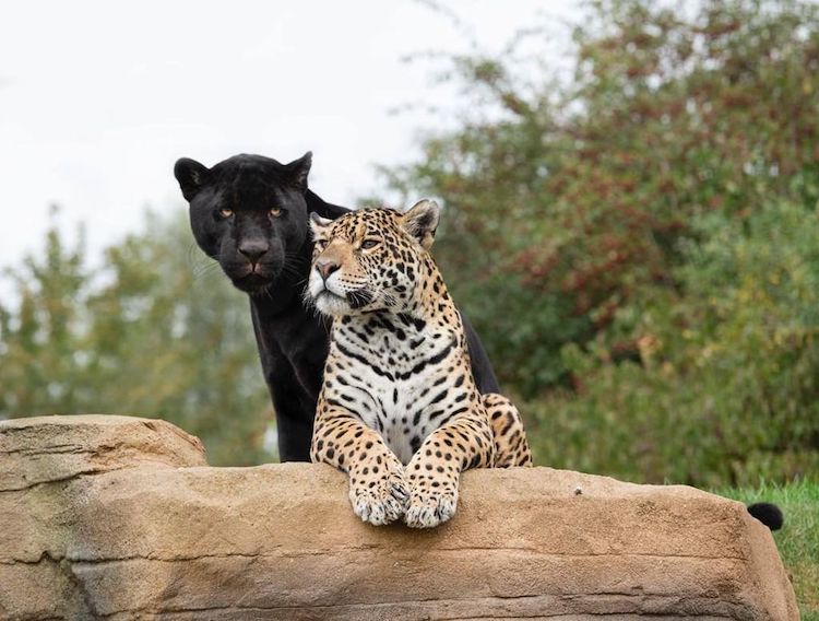 Jaguars at The Big Cat Sanctuary