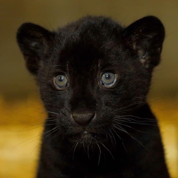 Rare Black Jaguar Cub The Big Cat Sanctuary