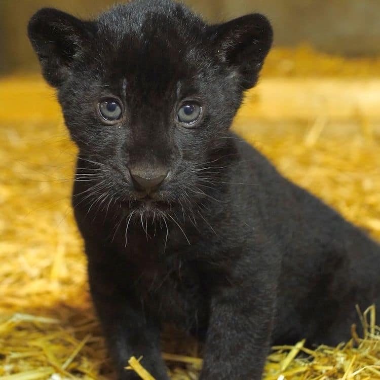 Adorable Rare Black Jaguar Cub Born at English Animal Sanctuary