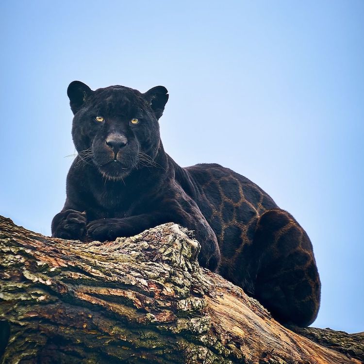 Black Jaguar The Big Cat Sanctuary