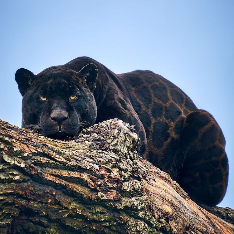 Adorable Rare Black Jaguar Cub Born at English Animal Sanctuary
